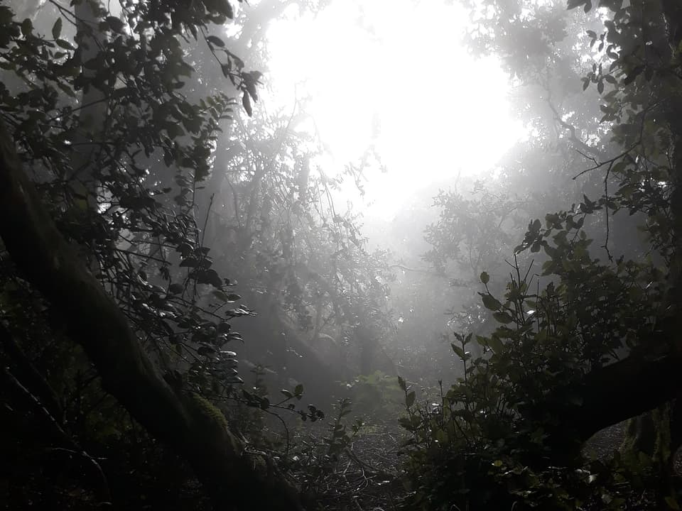Bosque relicto entre la niebla en el Parque Nacional Fray Jorge
