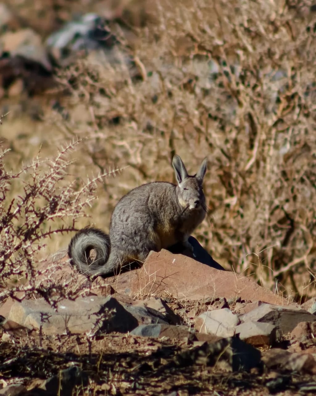 Vizcacha en las rocas del Parque Nacional Fray Jorge