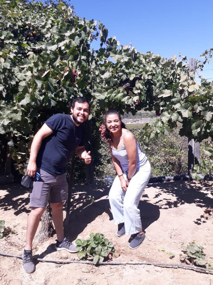 Visitantes con racimo de uvas en viñedo del Valle de Elqui
